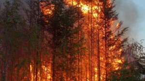 incendiu padure sacel moisei 01 78035300 incendiu padure sacel moisei 01 78035300 300x168 incendiu padure sacel moisei 01 78035300