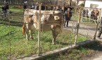Simpozion zoo