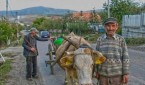 fara-zilieri-taranii-spun-ca-nu-si-vor-mai-lucra-p