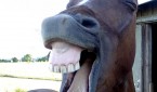 Horse laughjpg