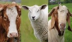Animale casa