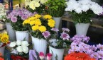 florarie_881b7fc531
