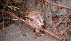HUNGARY-ACCIDENT-CHEMICAL