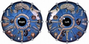 iridology1 iridology1 300x149 iridology1