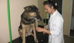 Veterinar